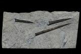 Three Jurassic Belemnites (Youngibelus) - Posidonia Shale #69554-1